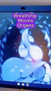 Organs Move When You Diaphragm Breathe