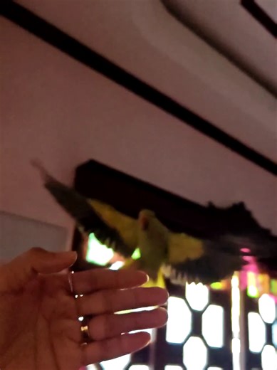 🥝🦜 @kiwi the indian ring neck parrot #parrotsoftiktok #parrot #indianringneck #freeflyingparrot