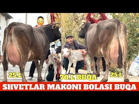 ARZONCHI MUXAMMAD AKA JANGDA No1 SHVET TALGʻIR QORA SHAXZODA BOLASI BUQA⭐️