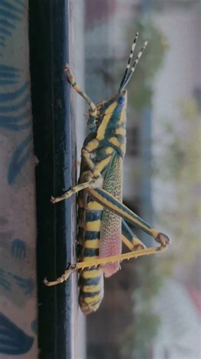 Sudden record 👀 #naturephotography #yt #ytshorts #ytviral #shorts