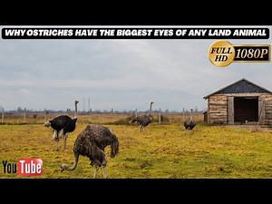 Why Ostriches Have the Biggest Eyes of Any Land Animal