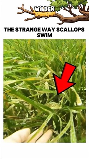 This is How Scallops Swim👀