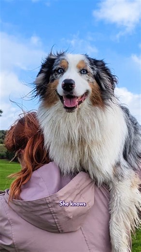 5.1K views · 24 reactions | Who else has an overly dramatic dog in their life? | KIIS 101.1 | Facebook