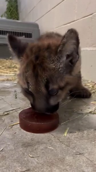 69K views · 3.9K reactions | Who cares if its rainy outside? It's always a great day for a meat-sicle 數 : Keeper Amber | Oakland Zoo | Facebook