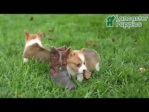 Sweet Welsh Corgi Puppies