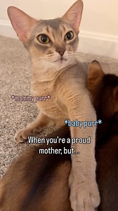 2.6M views · 120K reactions | Can you tell who’s purring? Kittens purr while eating… and mama purrs right back 凉 It’s basically a purr concert  Until Malta hears food and hits PAUSE 藍 #abyssinian #catlover #asmr | Barcelona Cat | Facebook