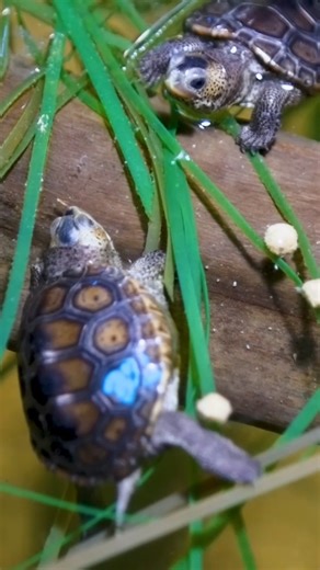 6.4K views · 93 reactions | There are 20 new teeny tiny residents at...