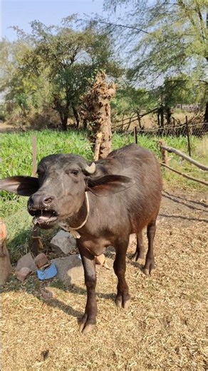 Wild Buffalo Calling Sound 🐃 | Super Powerful Nature Voice For Relax & Sleep