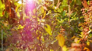 Close up of tropical sweet basil in the evening sun light with flare Basil, Thai basil, or sweet basil a common name for the culinary herb sometimes known as Saint Joseph's Wort in some English speaki