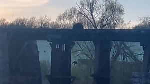 3.6K views · 35 reactions | Mama bear mode activated! Watch this mama save her cub after falling off a bridge. #animalkind | The Oklahoman | Facebook