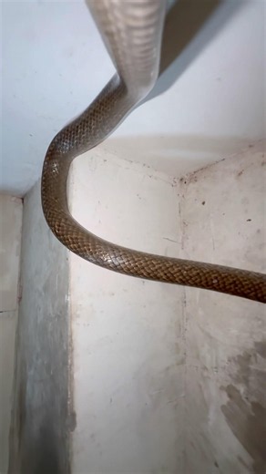Mere munne bhool na jana tu aona farj nibhana 😱 #snakevideo ‪@Panchal_Ji_Snake_Expert‬ #shorts