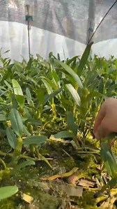 25K views · 301 reactions | How to transplant the Dendrobium that I planted last year Today I will teach you some tips on planting Dendrobium orchid Dendrobium planting Flowers and green plants New Year flowers | Donna Martinez | Facebook