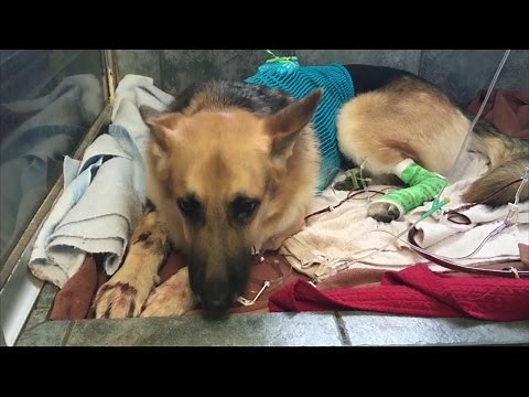 Florida Rescue Dog Saves Daughter of New Owner's Life