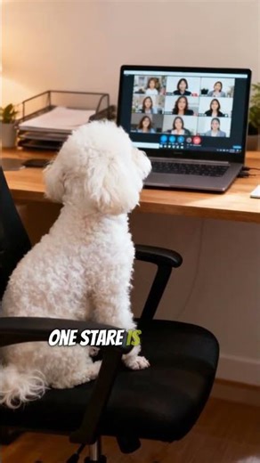 The Zoom Guest 🐩 | One Stare to Rule the Meeting