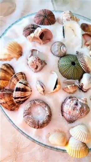 Arts and Crafts.DIY , sea shells