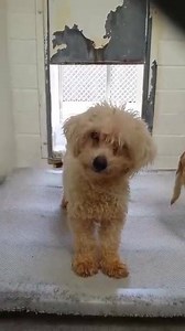 76 reactions · 56 shares | This little girl is just 2 and super cute....