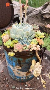 2M views · 10K reactions | Some ideas for your succulent garden -------------------- Subscribe my Youtube channel for more: youtu.be/kbniYa_-fdc | Succulents | Facebook