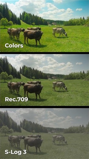Do you know how to turn S-Log into actually usable footage?⛰️