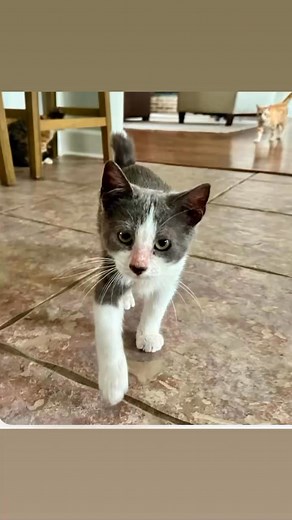 Finley is a 3 mth old female, she is a bobtail. She is super friendly and playful and wants to join your family! | A Tail In Need Animal Rescue