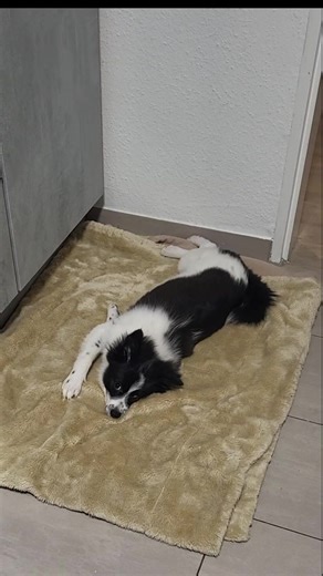 #zwergspitz #puppylife #dogsoftiktok #welpenzeit #dogmoments