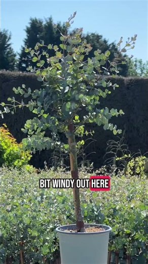 Eucalyptus Gunnii Standard – Grow Yours! #planting #grow #growingherbs