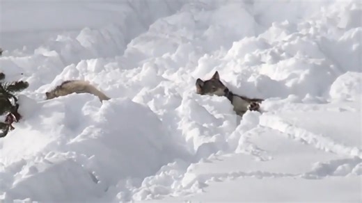 The holiday season can be stressful. If you're feeling a bit overwhelmed, or even just overfull from too many holiday treats, we suggest following these wolves' lead by taking a cozy little nap today. These Yellowstone wolves sure know how to take a rest day! ❄️ 🐺 💤 www.biologicaldiversity.org | Center for Biological Diversity