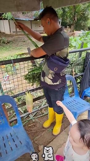 1K views | THIS IS HOW COW FEEDING LOOK LIKE IN MELAKA ZOO 马六甲动物园  动物喂食时间 #melakazoo #zoomelaka #马六甲动物园 #动物喂食时间 #恐龙邂逅 #dinosaurencounter #马六甲 #Melaka #喂牛 #牛吃草 #吃草的老牛 #老牛吃 #老牛吃嫩草 Zoo Melaka & Taman Burung | Bibipew | Facebook