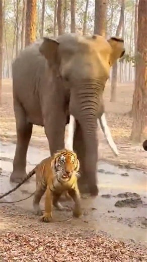 Tiger Attack Buffalo 🐅😱 | Wild Jungle Fight #animals #wildlifeentertainment