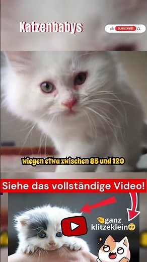 Incredible Facts About Kittens Part 5 #cat #cats #kitten #animals #animal