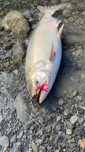 Salmon, especially kings can’t resist a copper spinner with a pink hoochie in the river. #fishing #salmonfishing #fishinglife #salmon #fish #forkswashington #goodfish #fishpics #fishpicoftheday | Richard Parrick