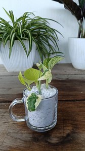 250K views · 2.2K reactions | The Easiest Plant to Propagate — POTHOS  #pothos #gardening #garden #plants #reels #trendingreel #trendingreelsvideos #facebookviral #facebookreel #facebookreelsviral | Gardening Ideas | Facebook