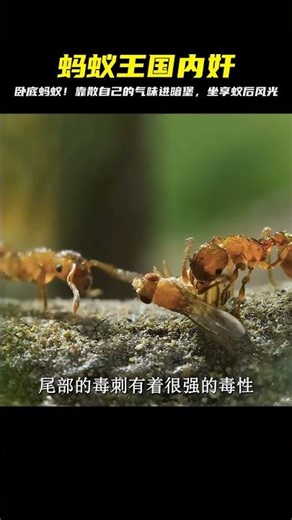 螞蟻王國中的“狡猾臥底”，散發蟻后的氣味只為潛入蟻巢坐享其成 #即錄觀世界 #紀錄片 #電影 #北極 #因紐特人