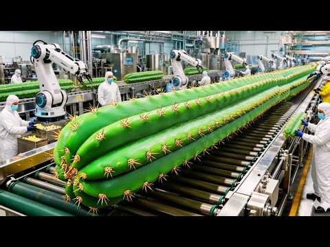 Inside the World’s Largest Cactus Stem Factory | Full Automated Process