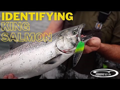 King/Chinook Salmon Identification