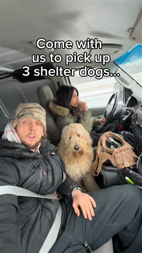 Cherry Hoggs | Dog Training on Instagram: "Picking up our new foster dogs 🥰 #dogs"