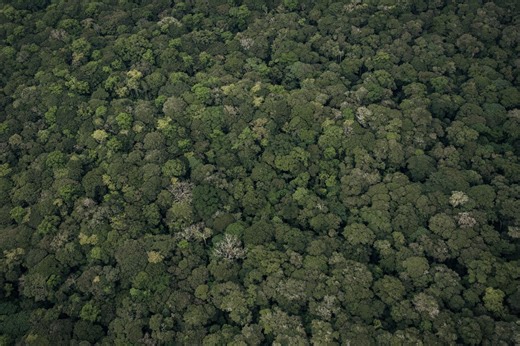 RDC : une étude pointe des « illégalités généralisées » dans les projets forestiers de compensation carbone