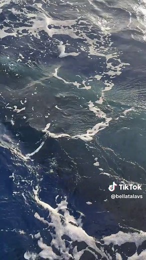 Maui Baby Whale Sighting Captured on Video