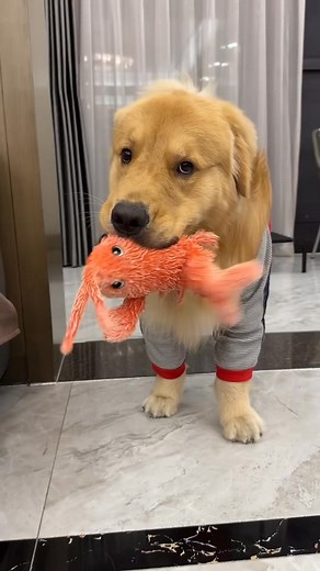 Discover the Taste of Luxury with Lucky Lobster. Check the first comment for the link! | Love for Animals