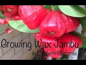 Growing Wax Jambu/ Wax Apple in Southern California (Cây Mận ở Nam California)