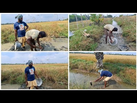 எங்கள் கிராமத்தில் விறால் மீன் வேட்டை |Village life ‪@Amalavillagefood‬