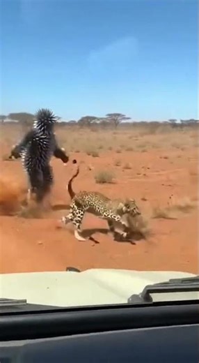 Porcupine vs. Leopard: Desert Duel! 🦔🐆 #WildlifeEncounter #PorcupineDefense