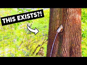 I Found Germany’s Peeing Tree