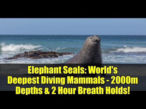Elephant Seals: World's Deepest Diving Mammals - 2000m Depths & 2 Hour Breath Holds!