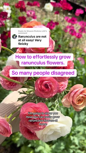 How to Grow Ranunculus Flowers in Australia