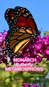 253 reactions · 17 shares | It’s a boy! Monarch Butterfly Reveal. 曆曆曆 #buttertfly #monarch #monarchegg #monarchbutterfly #monarchcaterpillar #milkweed #commonmilkweed #pupa #chrysalis | The Chicken Chick | Facebook