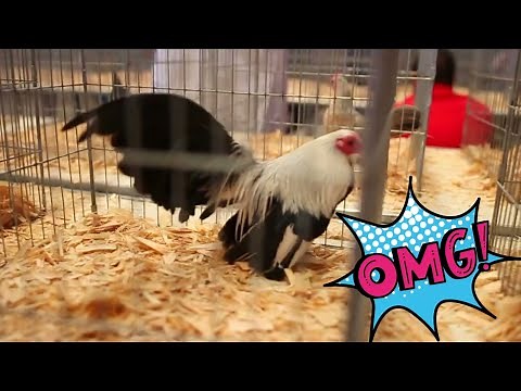 Do you know the colors and characteristics of the Aztec Kikirikis?