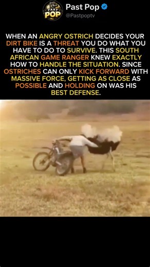 Angry Ostrich vs Game Ranger The Survival Trick That Actually Worked#Ostrich #Wildlife #AnimalAttack