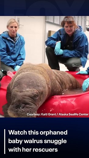 HOW ADORABLE! An orphaned female walrus calf, discovered abandoned and in critical condition in Utqiagvik, Alaska, has been receiving rehabilitative care at the Alaska SeaLife Center in Seward. And apparently, she's feeling grateful: bit.ly/3Z48HPa | FOX 5 Atlanta