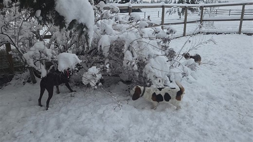Snowfall brought all the Barkland guests & residents out to play❄️☃️❄️ | Barkland Dog Boarding