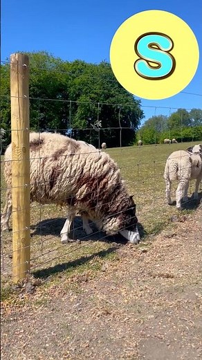 Animal ABCs! 🐑 🐦🪱 #abcd #kidssongs #kidsvideo #singalong #children #kids #toddlers #abc #animals